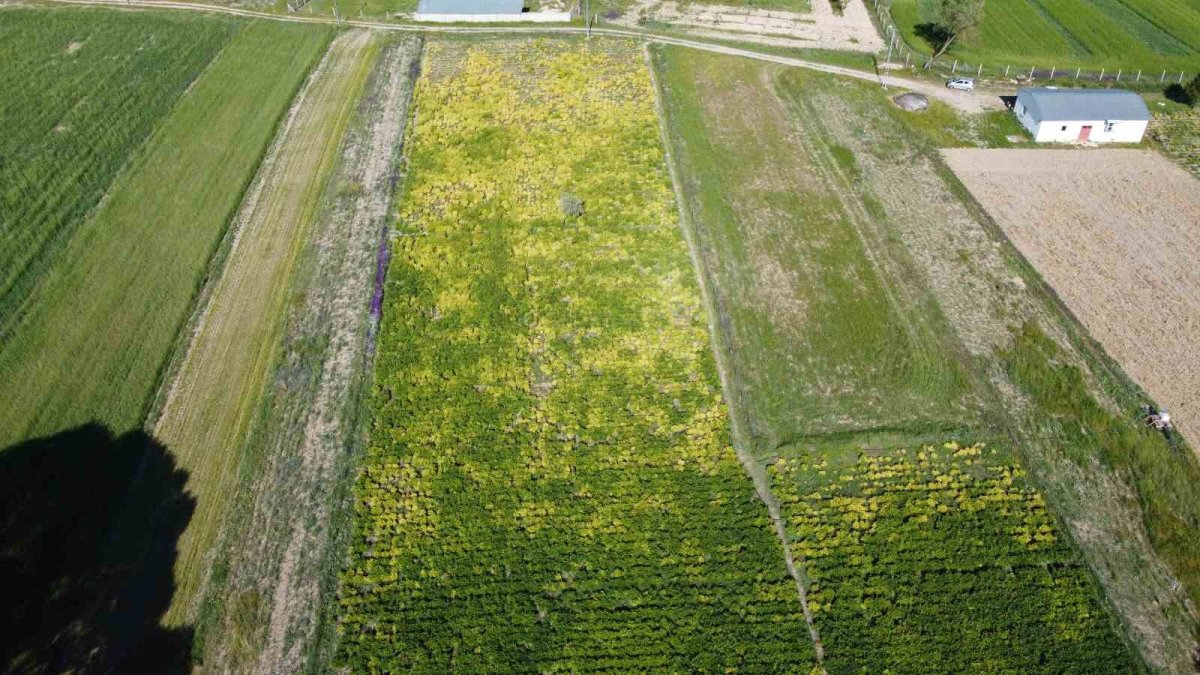 Yılda 10 gün açıyor: Bu çiçeği koparmanın cezası 500 bin TL