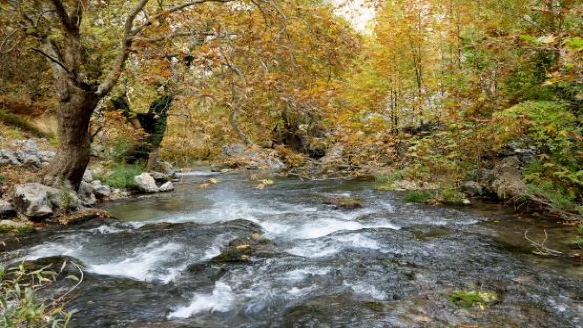 Maydanoza benzeyen zehirli ot can alabiliyor! Uzman uyardı: Şifa sanılıyor, zehirlenmeye yol açıyor