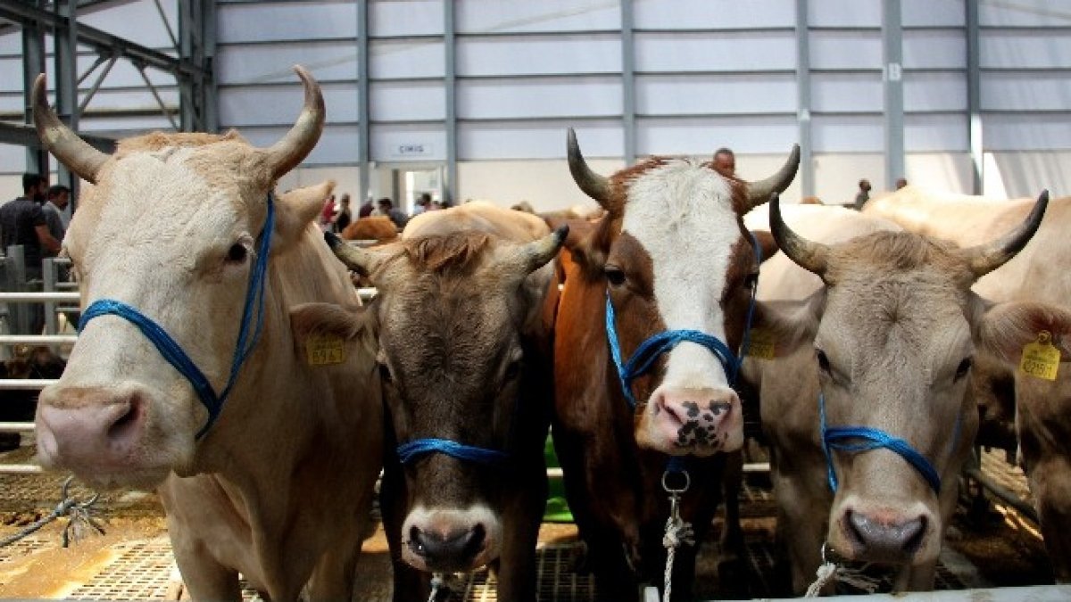Hayvanlarını pazara götüremeyenler dikkat! İşte devletin alım şartları