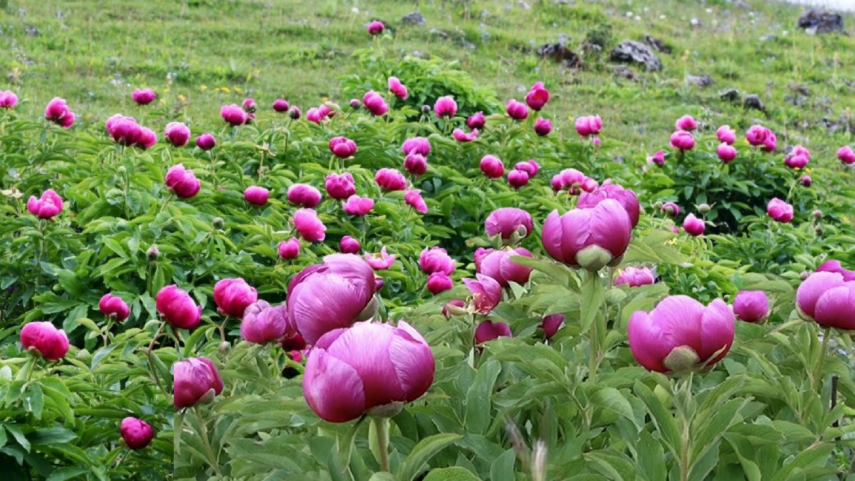 Yılda 10 gün açıyor, etrafı renklendiriyor! Koparmaya kalkan bedelini ödüyor: Cezası yarım milyon lira