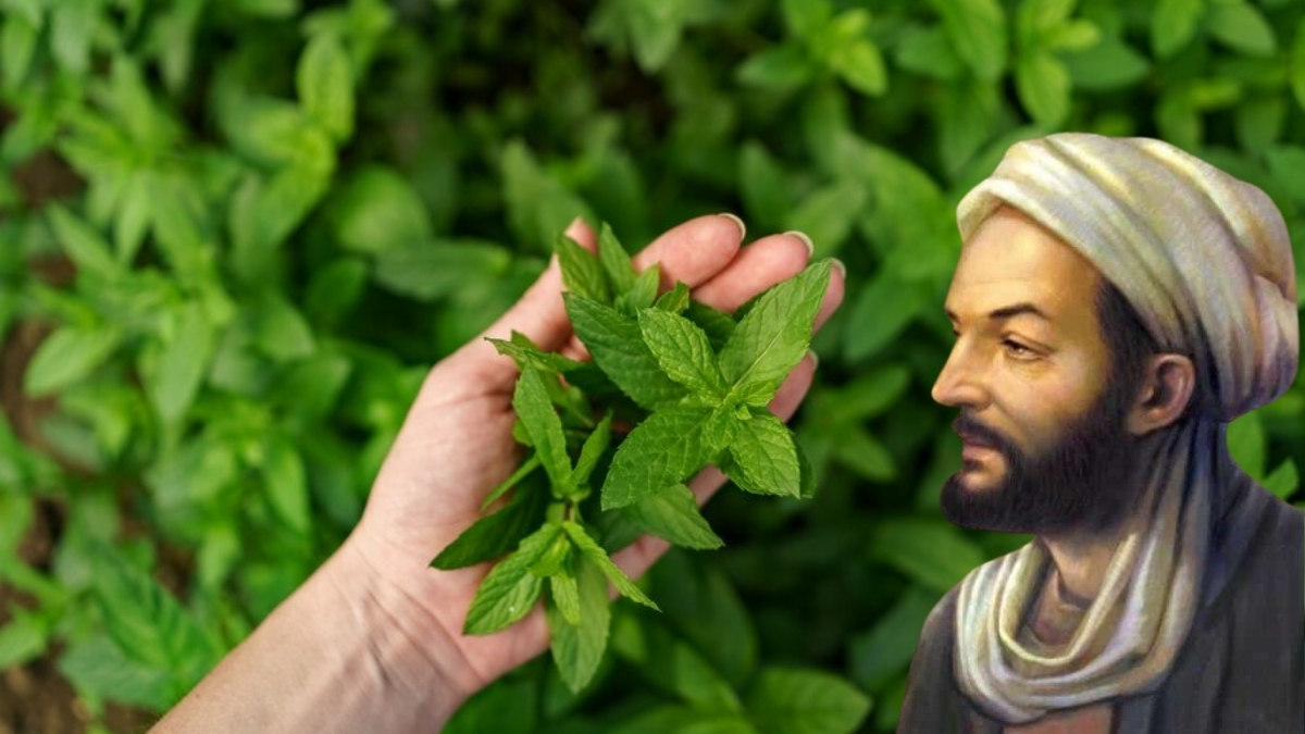 Bin yıllık mucize bitki! İbn-i Sina’dan günümüze kabızlık ve basura kesin çözüm: Doğanın insanlara hediyesi