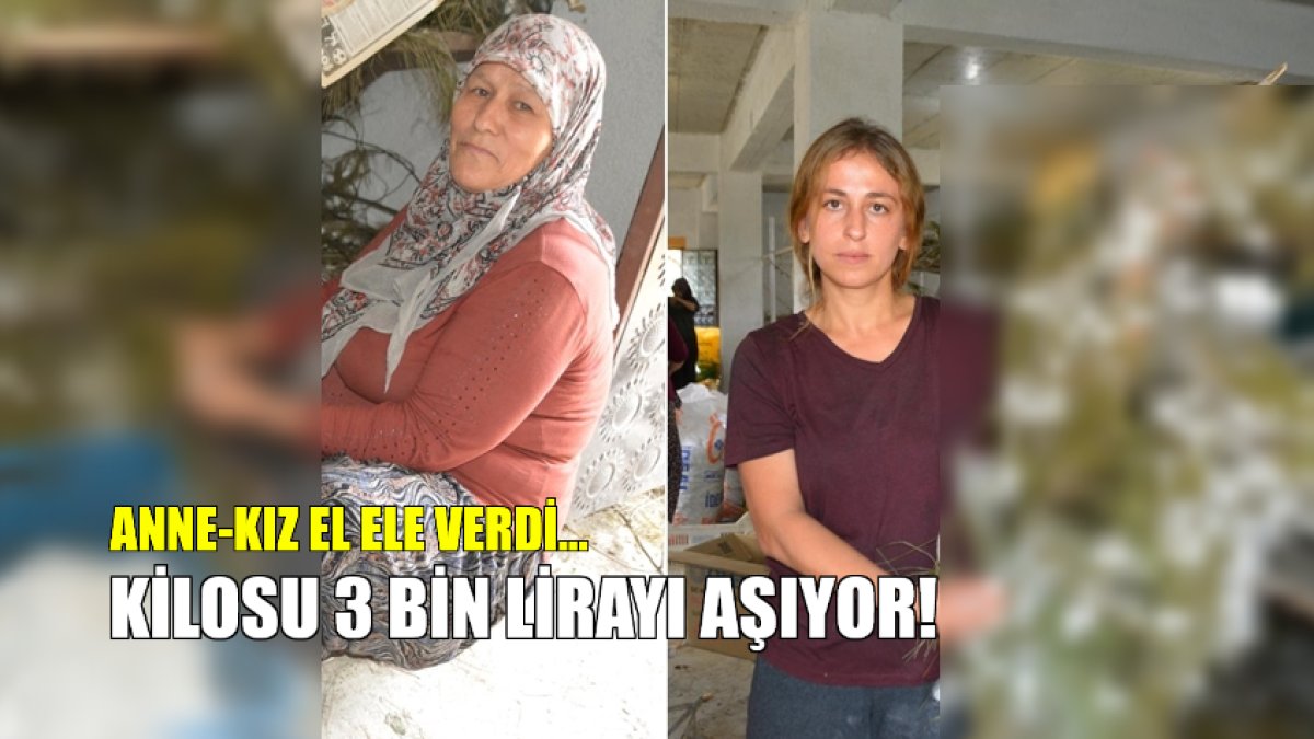 Anne-kız el ele verdi, gelir elde ettiler! Kilosunun fiyatı 3 bin TL'yi aşıyor: Sadece 45 günde hasat ediliyor