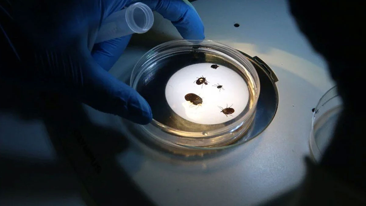 Türkiye'de yeni bir kene türü keşfedildi: Hem hayvanlar hem de insanlar için ciddi risk taşıyor