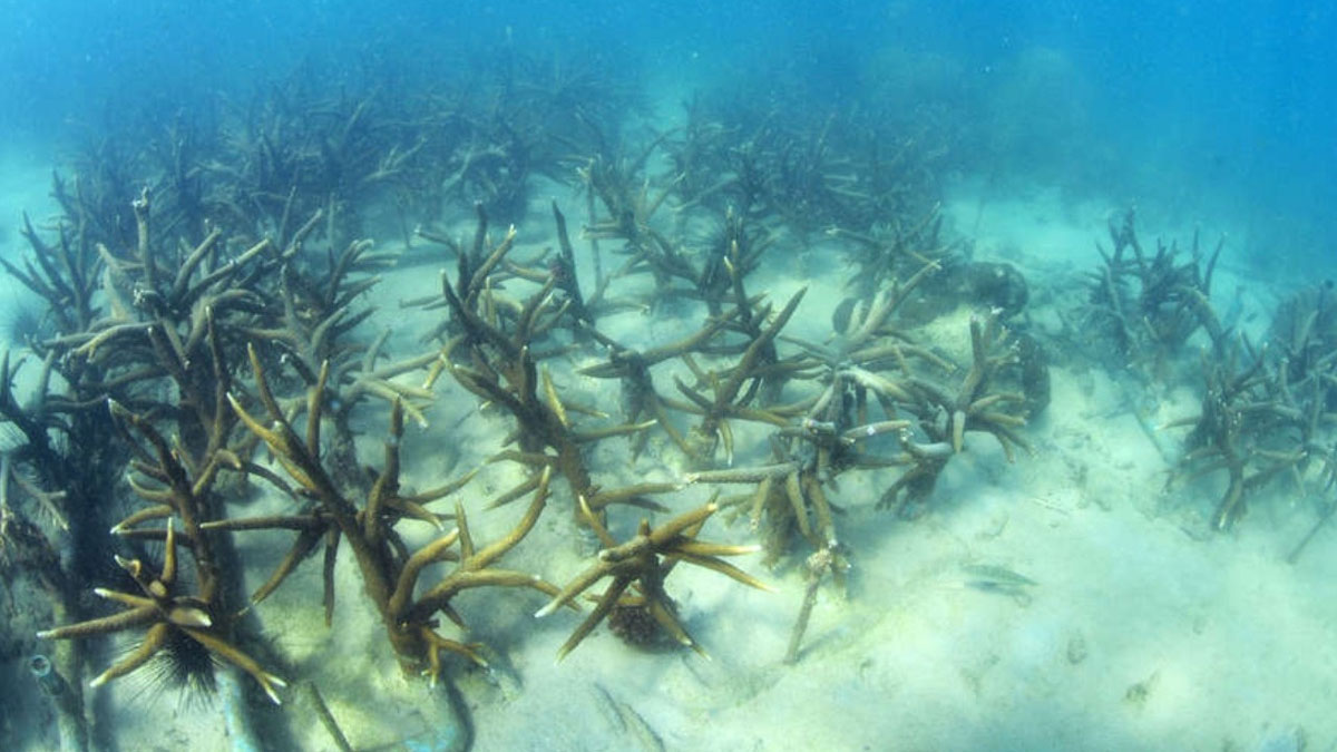 Okyanuslardaki asitlenme kritik eşiği geçti: Yaşam alanları ve kıyı ekonomileri tehdit altında