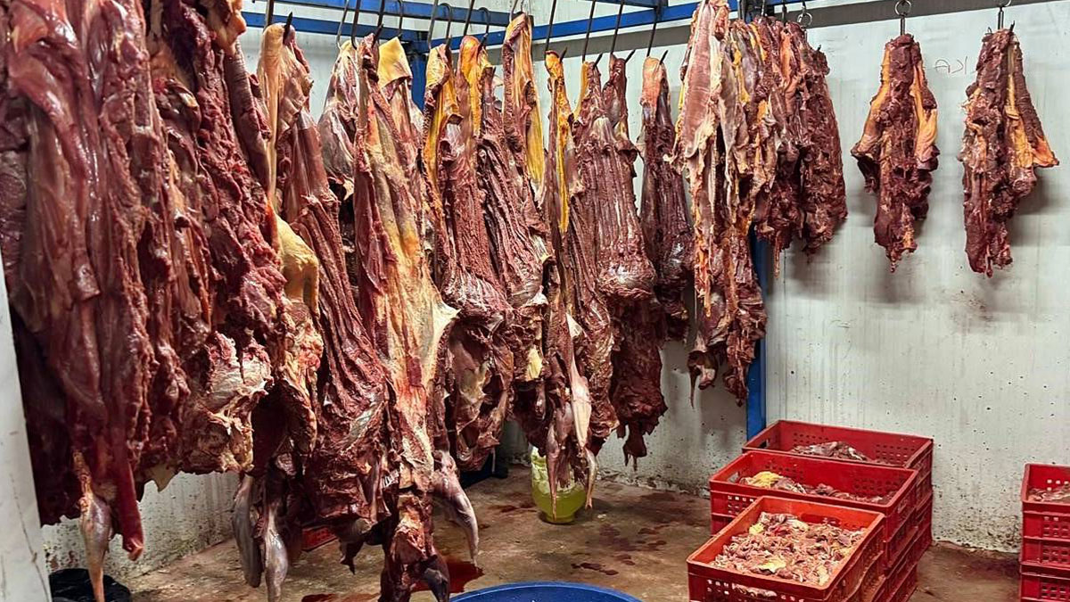 Yakalanmasaydı restoranlara satılacaktı: 3 ton bozulmuş at eti ele geçirildi! Adana'da dehşet veren baskın