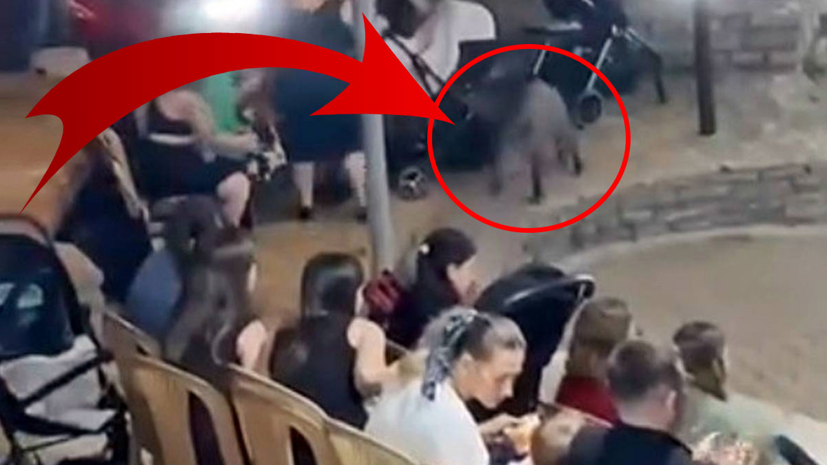 Düğünde davetsiz misafir: Panik anları kamerada! Korkutan baskın viral oldu