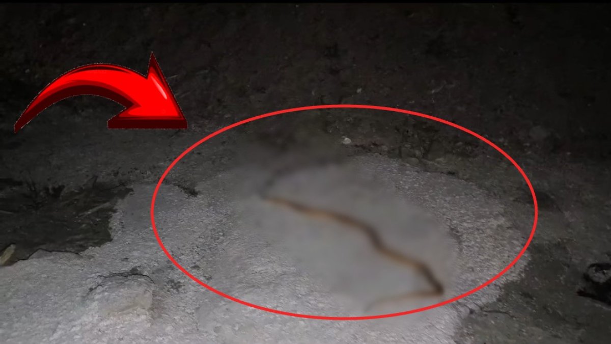 Aracın motorundan çıkanı görünce şaşkına döndü! Türkiye'nin yeni tehlikesi: Sürücü gözlerine inanamadı