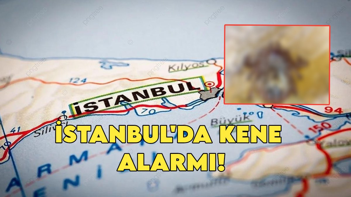 İstanbul'da kırmızı alarm! O ilçede binlerce kene sokağa indi, görüntüler mide bulandırdı!Profesör uyardı "Acil tedbir alınmalı"