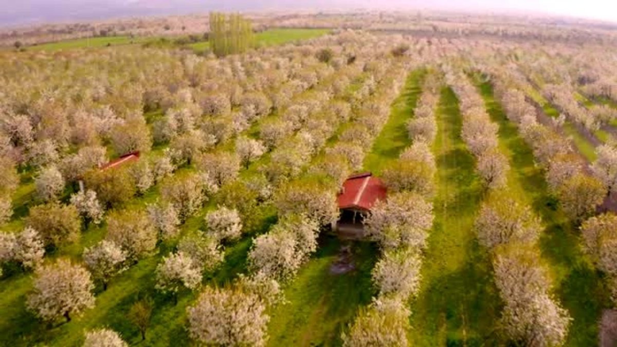 Hasatta verim kaybının sebebi bu zararlı! Mahsulünüz tehlikede