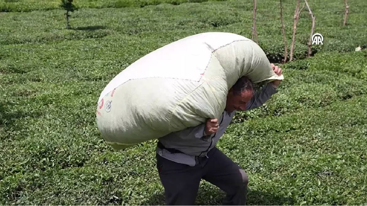 Günde 12 saat alın teri döküyorlar, almak için sıraya giriyorlar! Şartlar zorlu kazanç yüksek: 'En çok bu seviliyor'