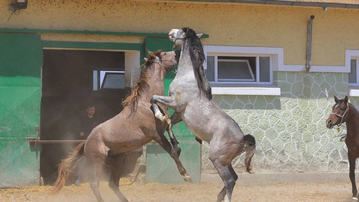 Sahibine bir litre ile servet kazandırıyor! Milyon liralık genetik miras: Sadece 1 litresi 2,5 Milyon TL ediyor!