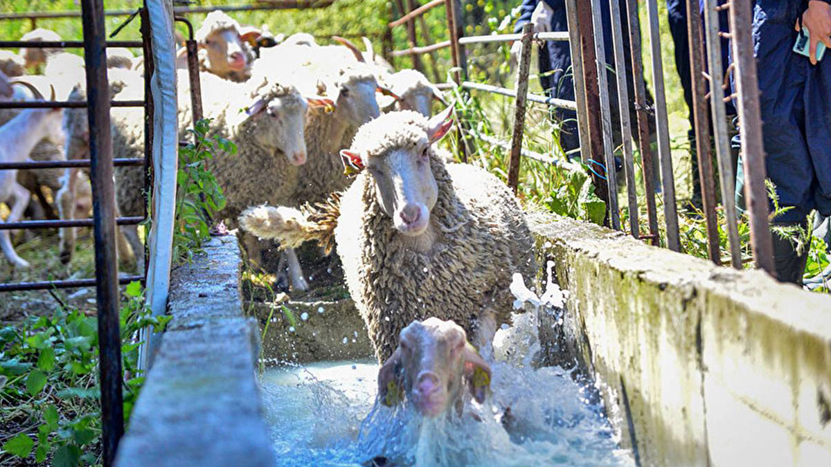 800 yıllık gelenek: Eğer koyunlar suya atlıyorsa...! Asırlık yöntemle hayvanların hayatı değişiyor