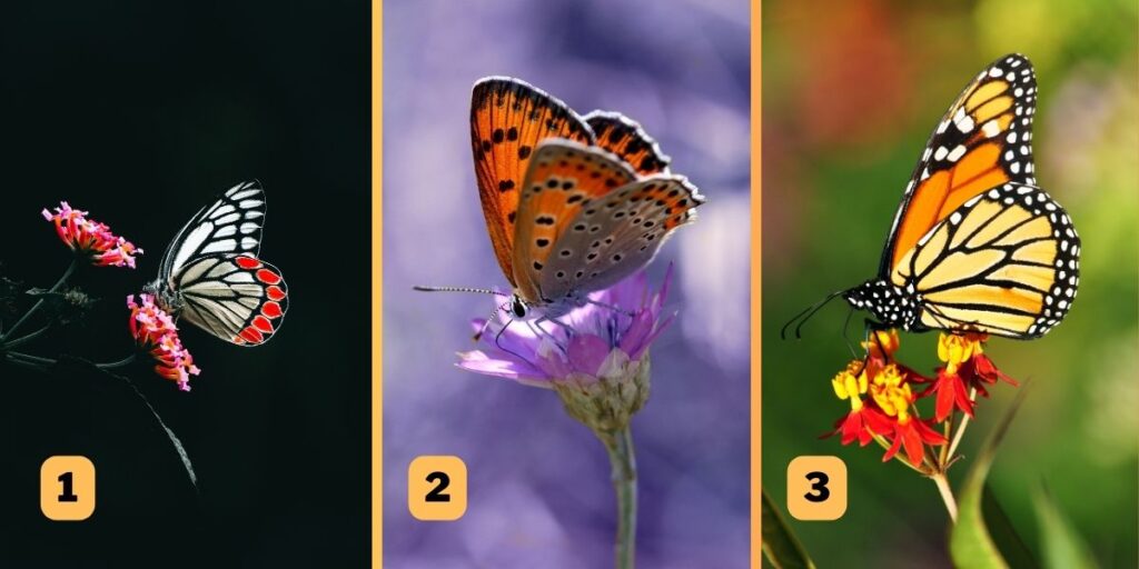 Kişilik testi: Bir kelebek seçerek kızgınlıkla nasıl başa çıktığınızı ortaya çıkarın!