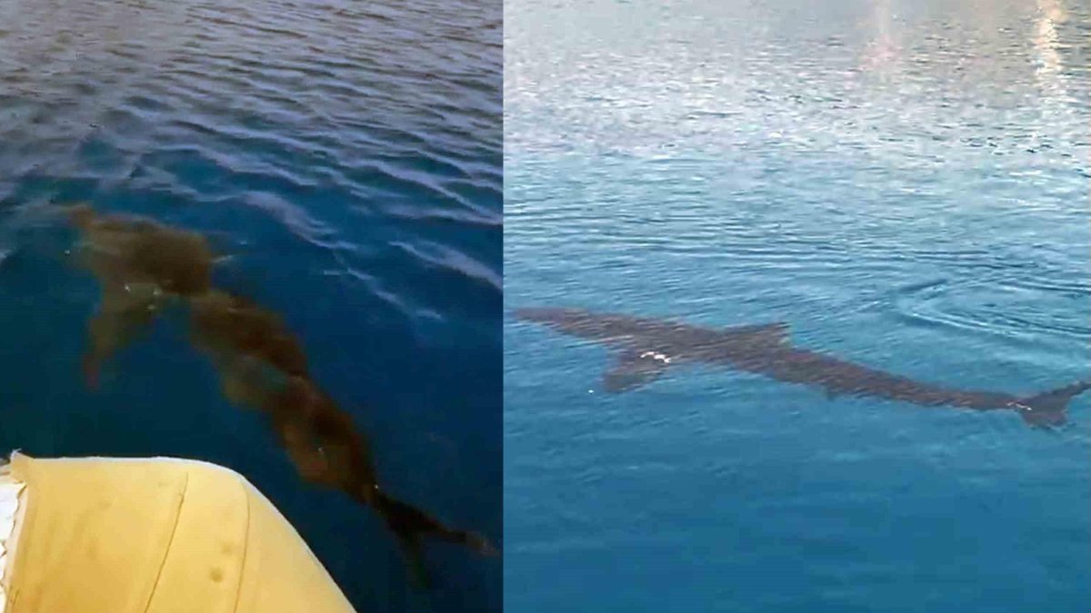 Muğla'da köpekbalığı görüldü! 4 metre boyunda: İlk kez görüntülendi