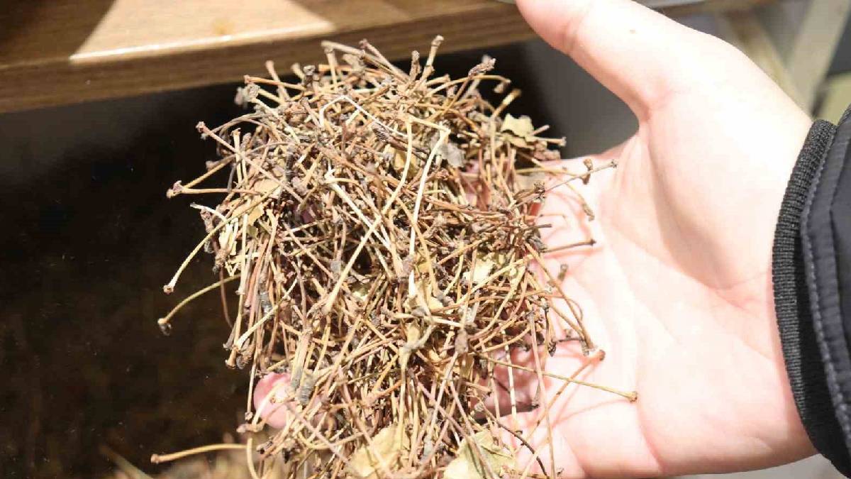 Doğanın şifasıyla tanışın! Şimdi tam mevsimi: Kalbi koruyor, böbrekleri temizliyor, uykuyu düzenliyor…