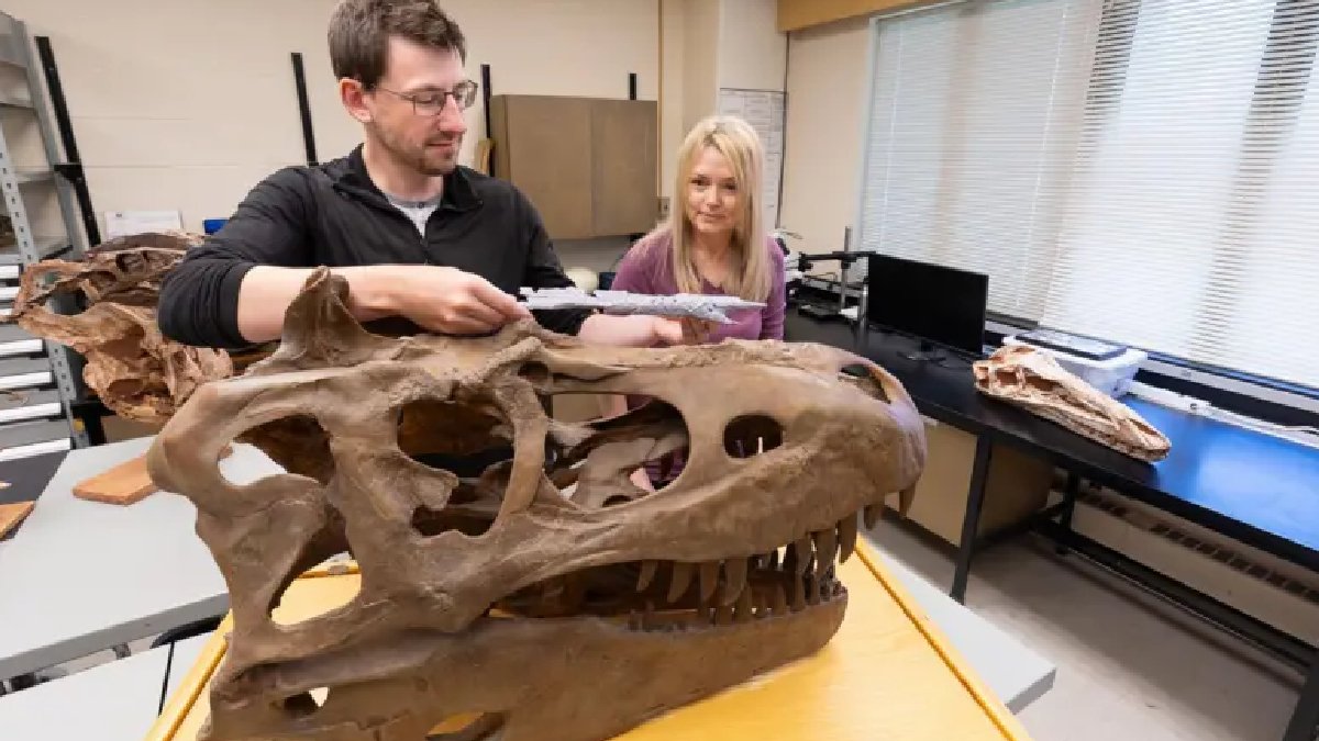 86 milyon yıllık iki iskelet incelendi: Yeni bir dinozor türü bulundu