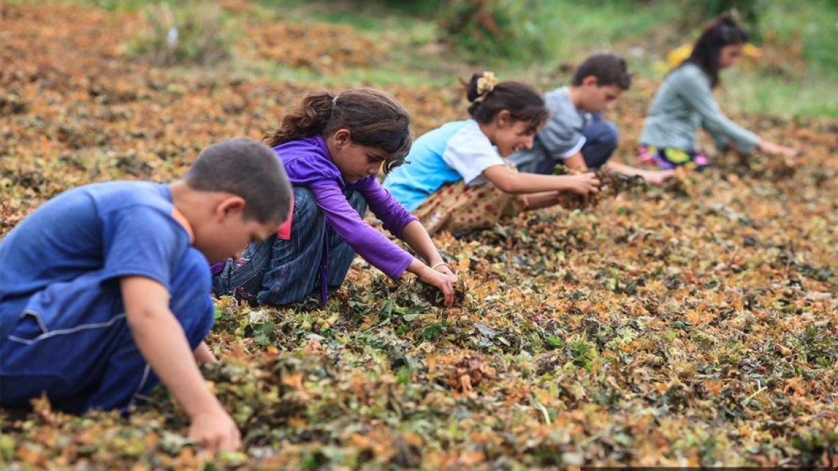 Mevsimlik tarım işçisi çocuklar: Öncelikli risk alanı