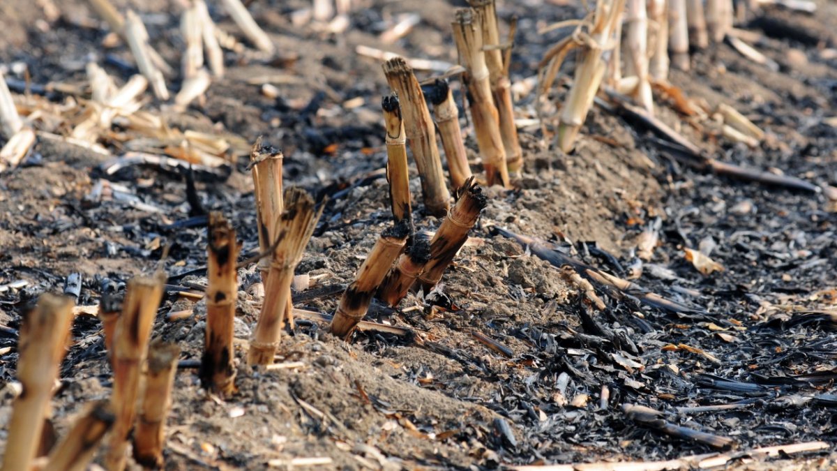 Bu uygulama sadece tarlayı değil geleceğimizi yakıyor!