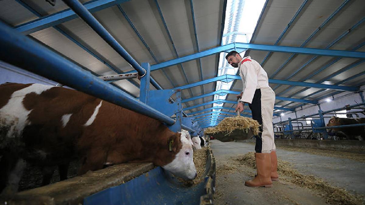 Dede mirasına sahip çıktı, devlet desteğiyle işe atıldı! Ailenin 3’üncü kuşağı: 460 başlık modern tesis kurdu!