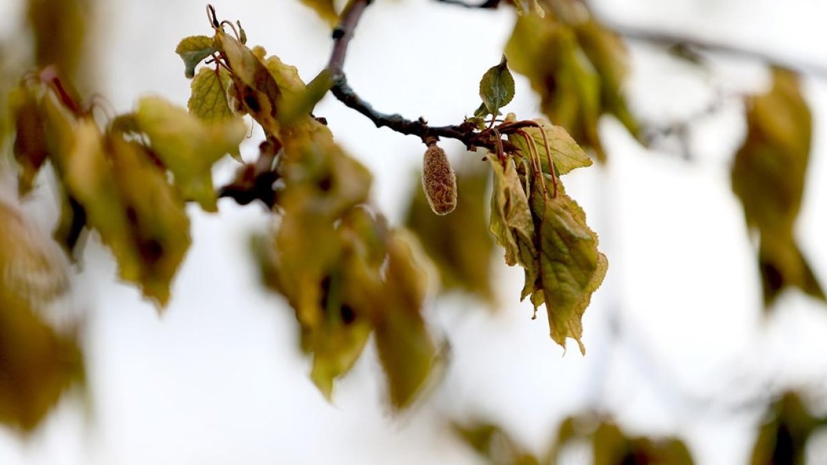 TBMM zirai don komisyonu sahada: Üretici zararları yerinde incelenecek