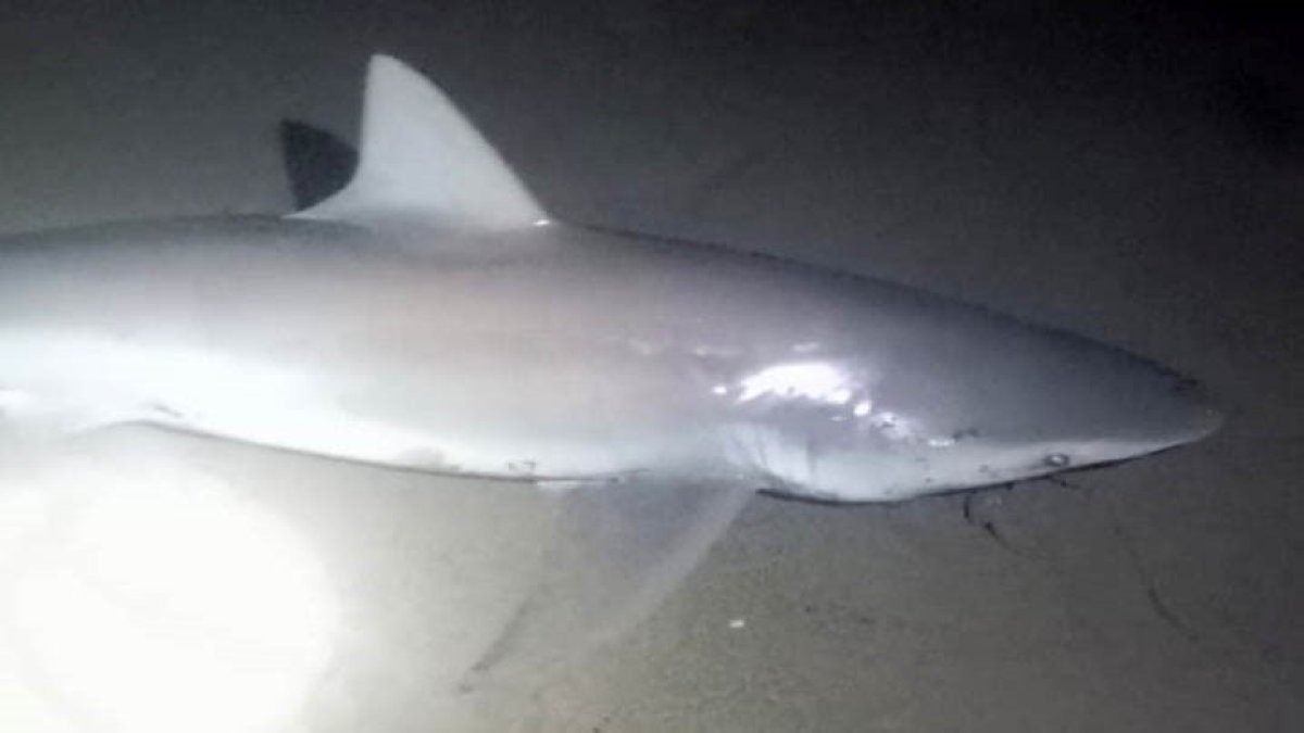 Deniz keyfi yalan olacak! O ilimizde bir kez daha köpek balığı görüldü: Hem de peş peşe geldiler