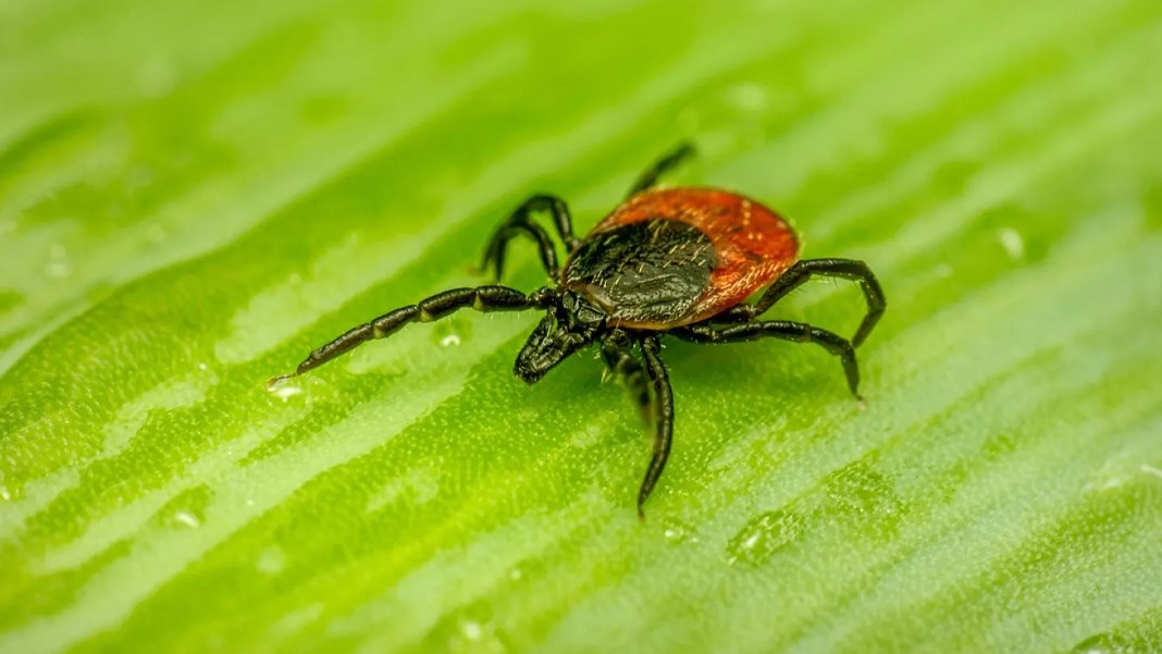 Sivas Valiliği'nden 'kene' duyurusu: Vaka sayısı 39