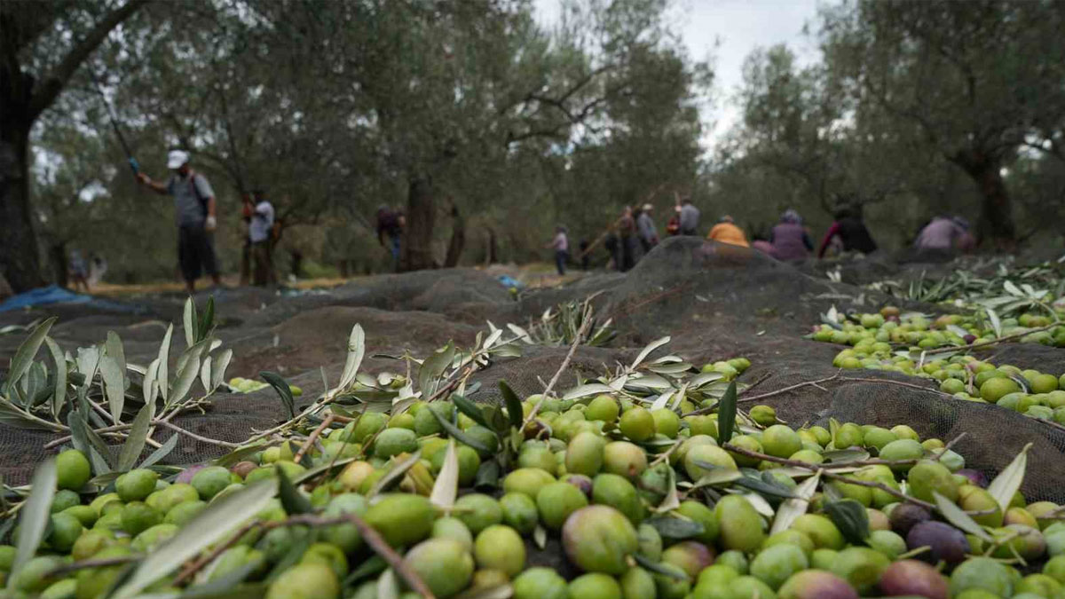 2 yıl sonra yeniden gündemde... Zeytinliklerde madencilik düzenlemesi Meclis'te