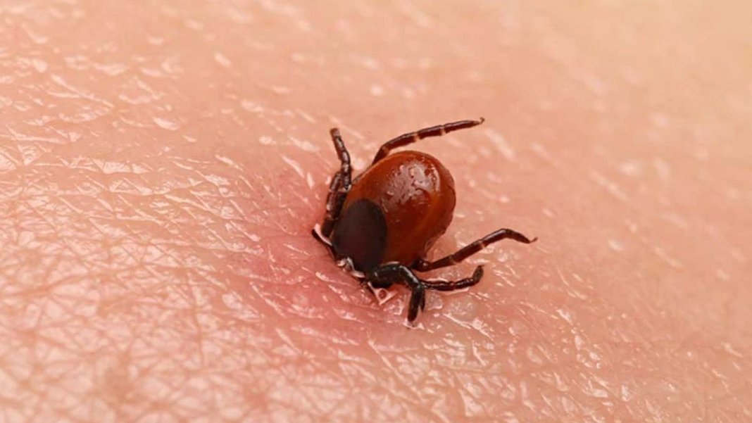 Prof. Dr. İnci: Kene sayısında olağanüstü artış yok