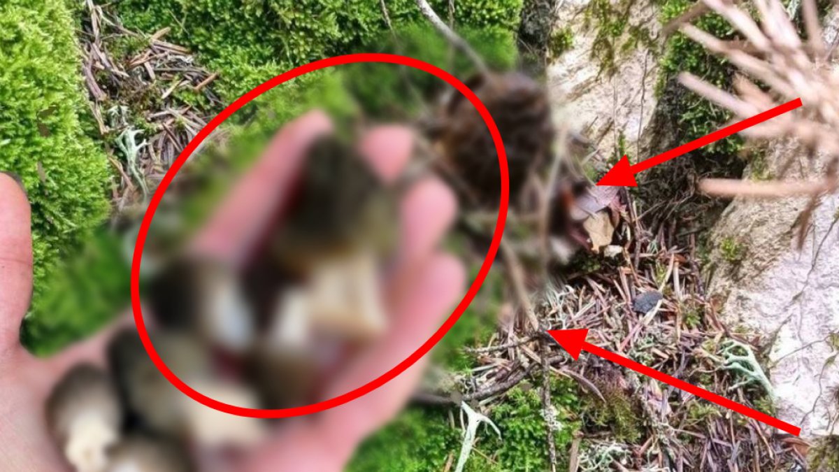 Ormanın gizli hazinesi! Kilosu 2.500 TL, altından değerli: Yağmur sonrası dağlara akın edip bunu arıyorlar!