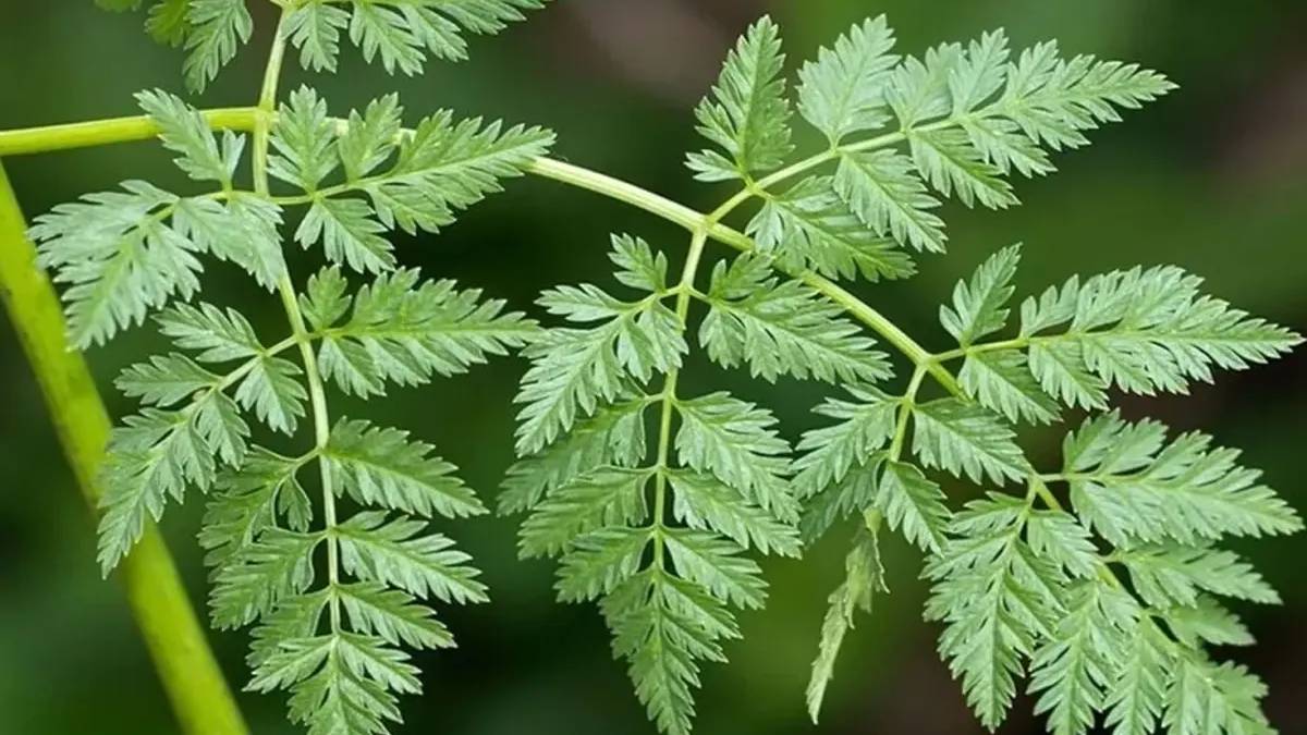 Maydanoz sanıyorlar, ölümle sonuçlanıyor! Tek yaprağı bile zehir: Masum görüntüsüne aldanmayın!