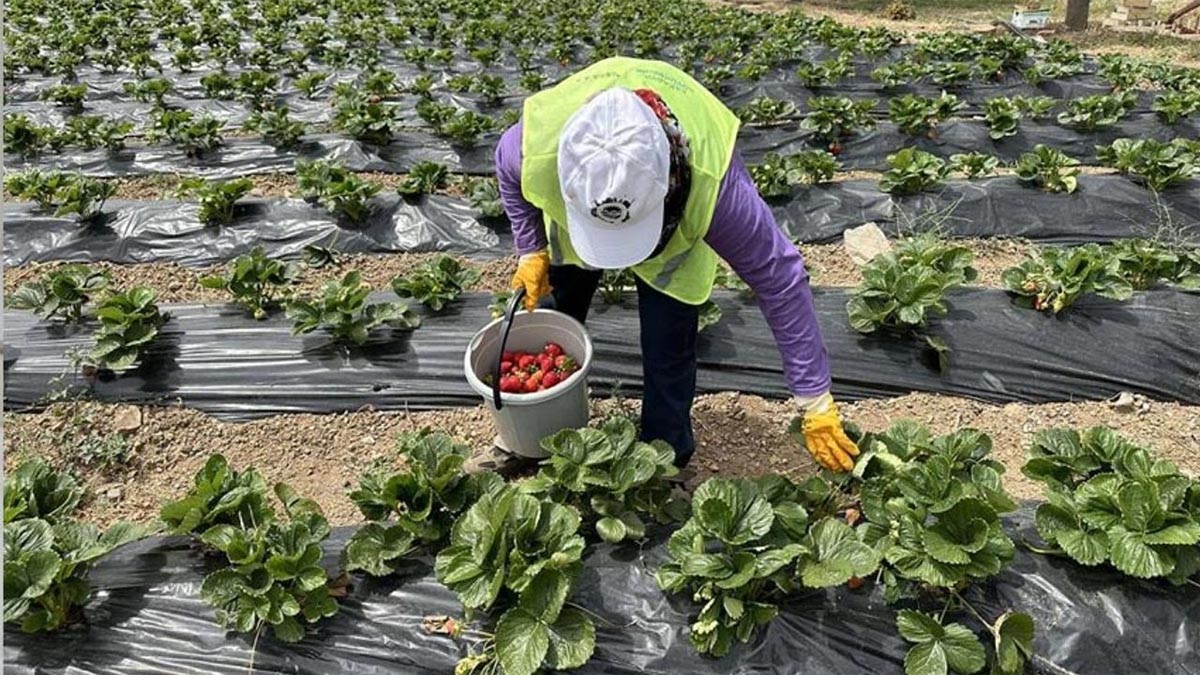Her gün bir avuç yiyen şifa buluyor! Bağışıklığı güçlendiriyor, cildi güzelleştiriyor, kalbi koruyor!