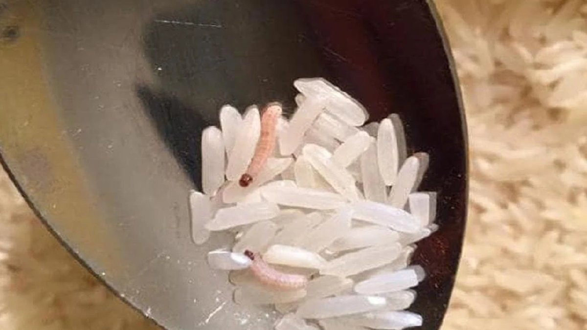 Ne kurt yanaşıyor ne de küf oluşuyor! Pirinçler uzun süre tazecik kalacak