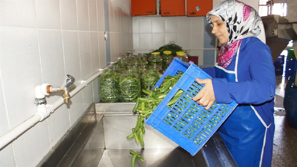 Komşuları gazladı o başardı! 100 dönümde üretiyor günde 5 ton satıyor! Öğrendiği tarif hayatını kurtardı