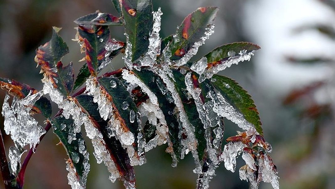 Son 30 yılın en büyük don felaketi: Meyvecilikte tarihi zarar