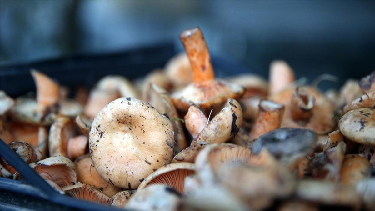 Uzmanlardan önemli uyarı: Mantarın faydaları saymakla bitmiyor ama tüketimi hâlâ çok düşük!