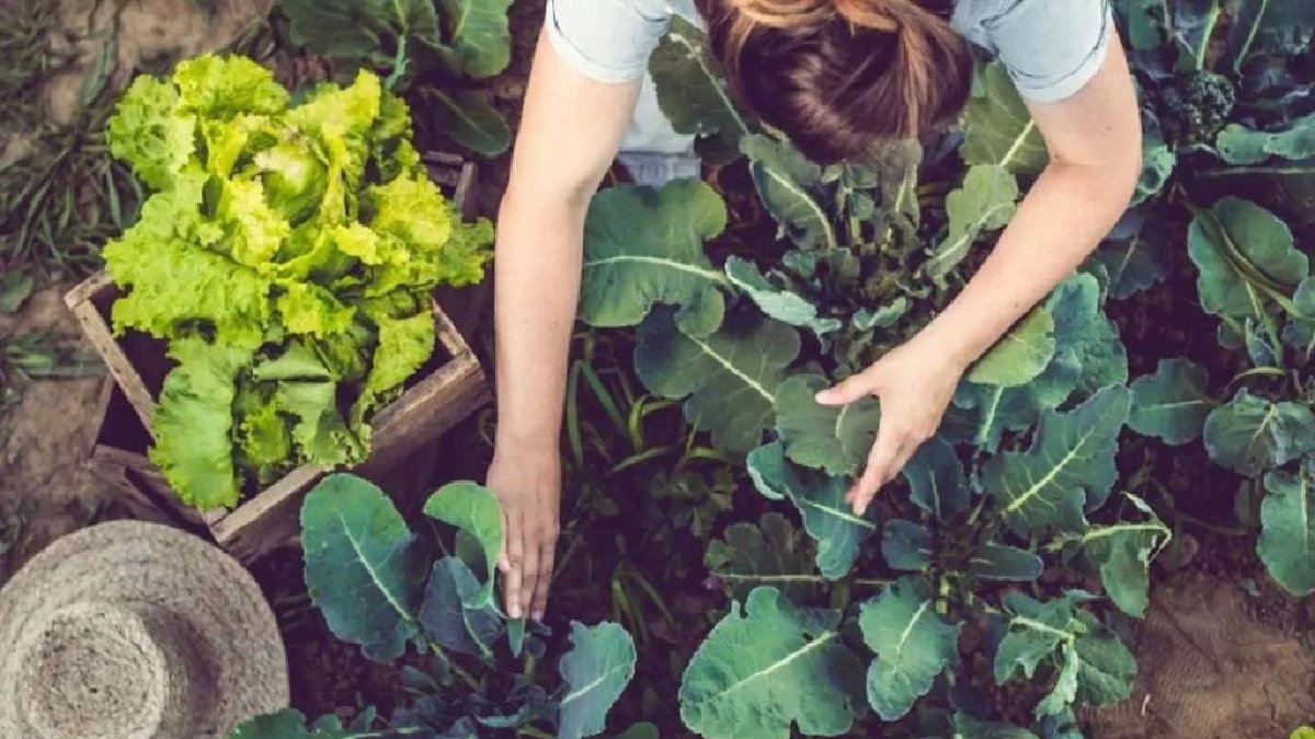 Haziran geçmeden toprakla buluşturun! Yazın tadı onlarla çıkıyor herkes  bol bol tüketiyor