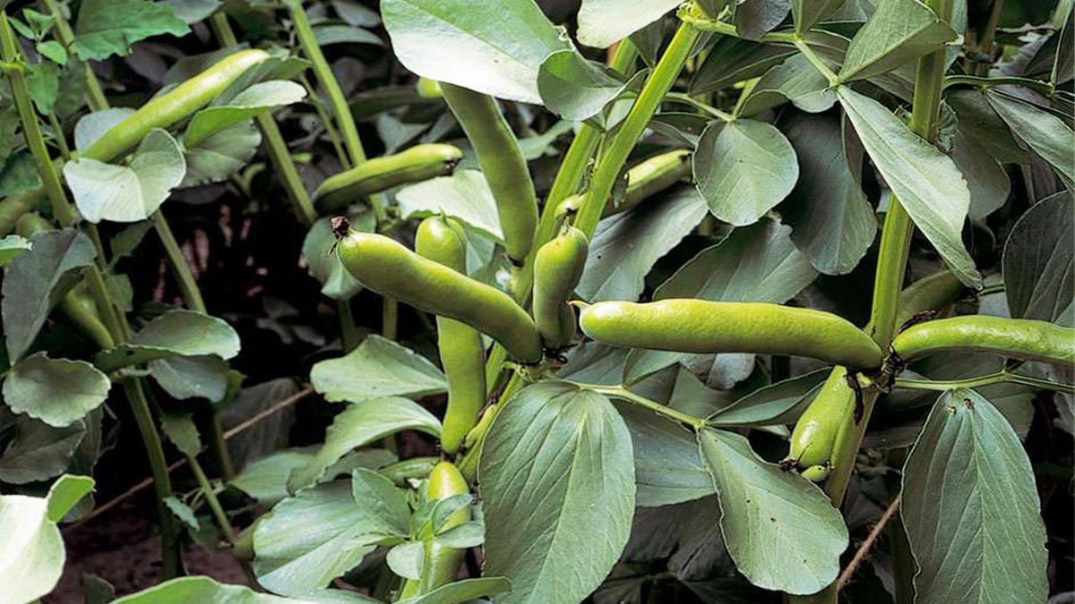 Halk arasında unutuldu ama bilim onayladı: Bu sebze bağışıklık sistemine resmen kalkan oluyor!