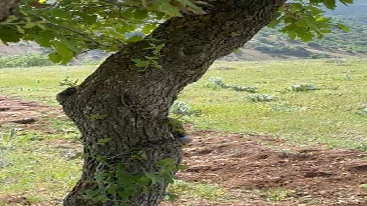 Kene istilasından sonra bir istila daha! Gölgeye oturmak isterken göz göze geldi! "Bu sene kene gibi o da çok fazla"
