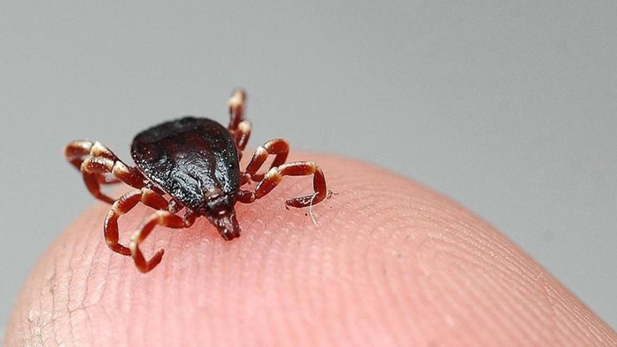 Bir kene ölümü de Kayseri'de: 1 kişi hayatını kaybetti