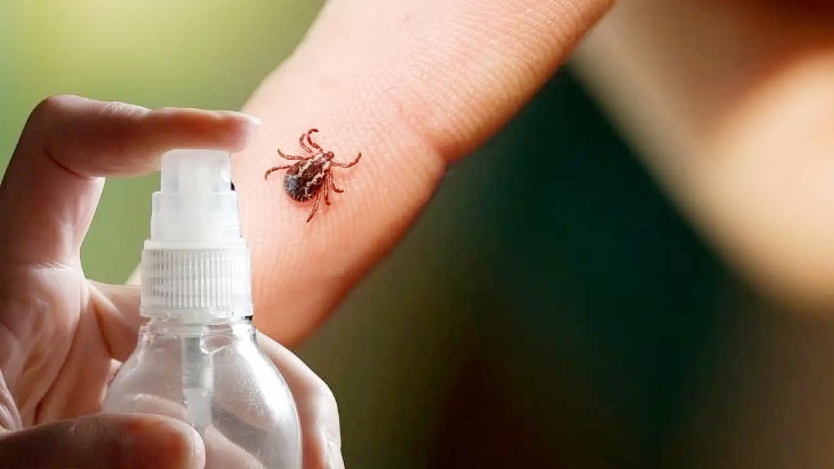 Uzmanlar uyarıyor: Kene vakaları artıyor! Evde 1 dakikada hazırlanan doğal spreyle keneden %100 koruma!