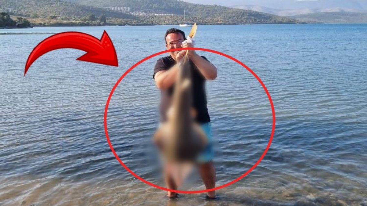 Türkiye'de çok nadir görülüyordu! O ilimizde balıkçı oltasına takıldı: Dev balığın kuyruğu zehirli