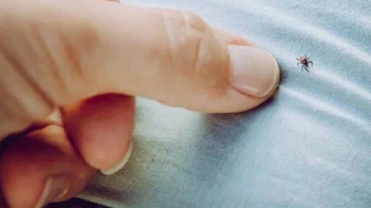 Yaz geldi tehlike kendini gösterdi! Uzmanlar açıkladı: Hangi renkler kene çekiyor, hangileri kaçırıyor?