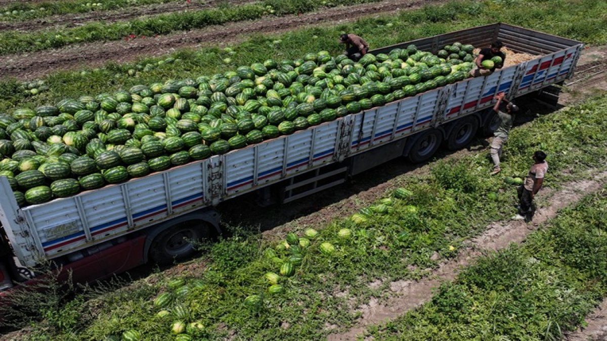 Adana karpuzunda fiyat şoku: Bir anda çakıldı: Ürün bol, fiyat düşük