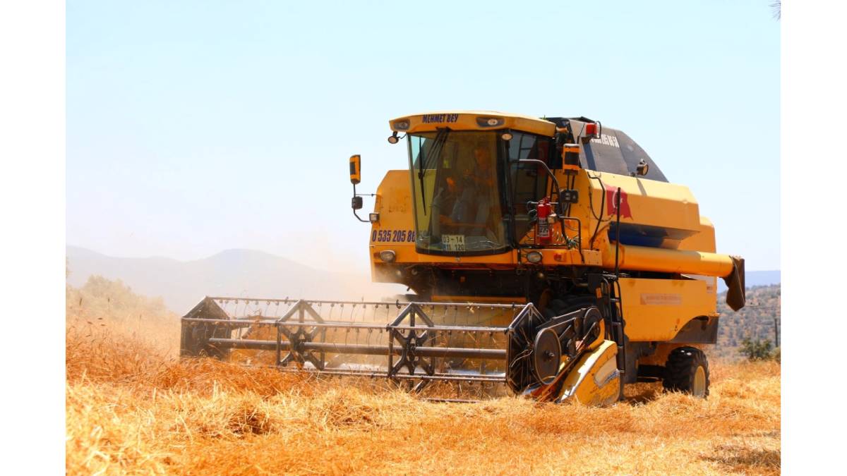 Belediyeden üç buçuk ton buğday hasadı