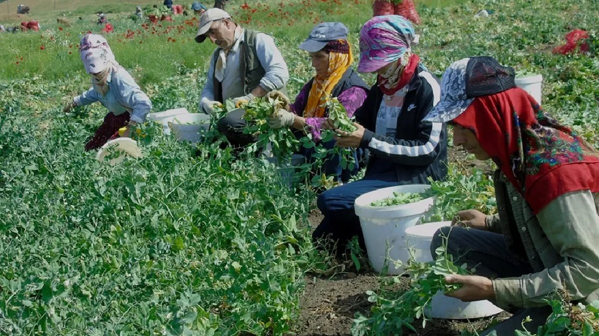 İkinci ürün olarak ekiliyor, üreticiye çokça kazandırıyor! Gaziantep’te hasadı başladı: Buzdolabına stok yapılacak