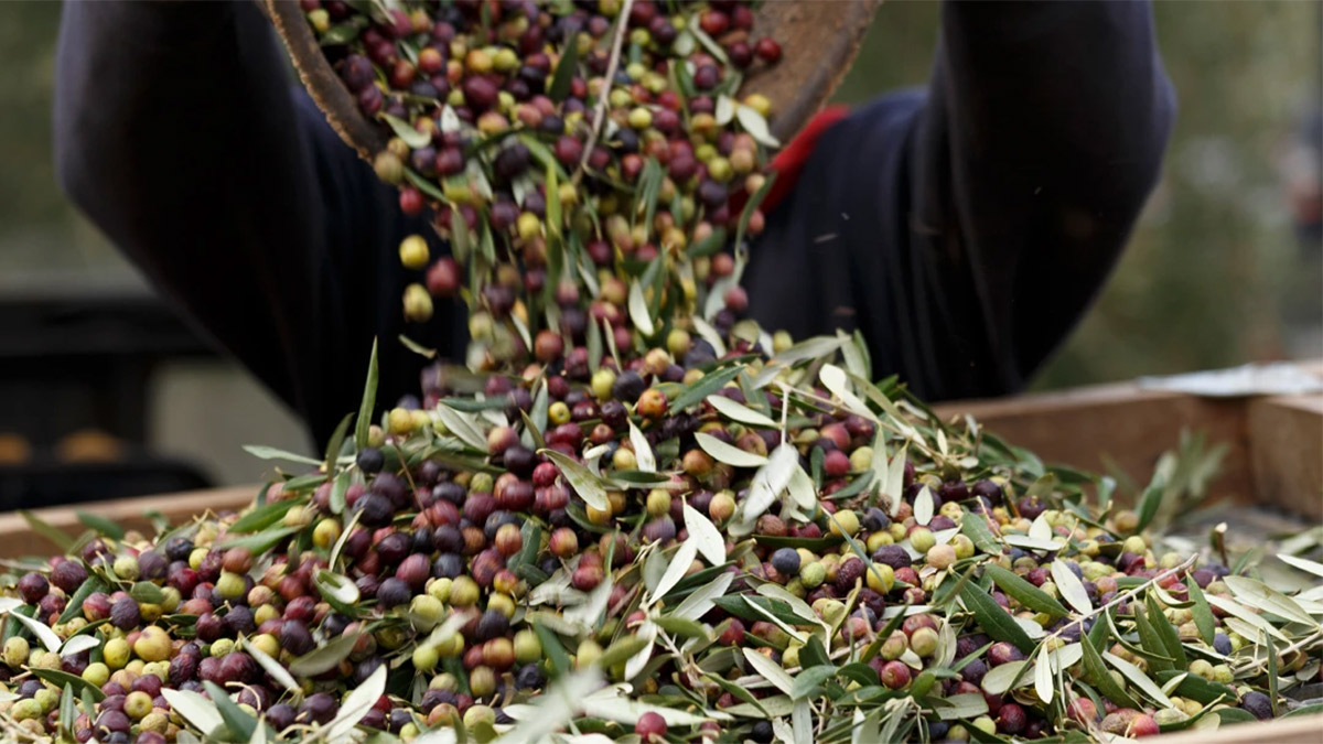 Meclis’e taşınan madencilik düzenlemesine Zeytin Konseyi’nden tepki var! Tesis geçici hasar kalıcı