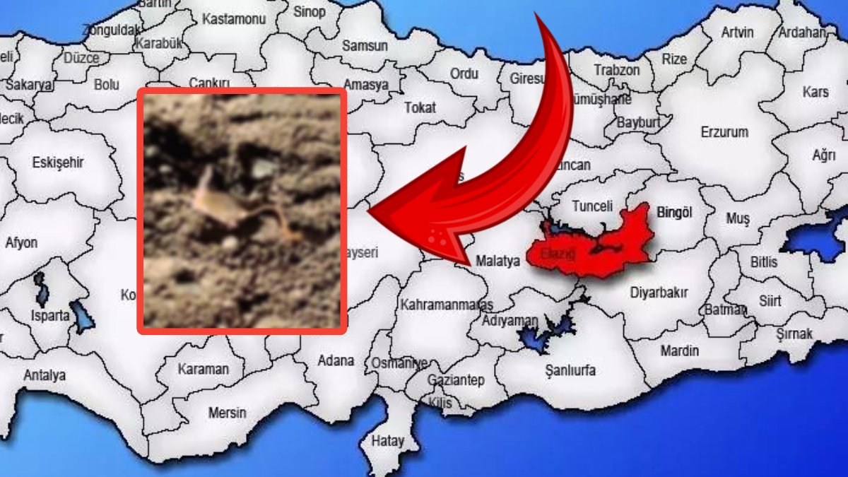 Nesli tehlikedeki tür Elazığ’da ortaya çıktı: Dünyada çok az görülüyor