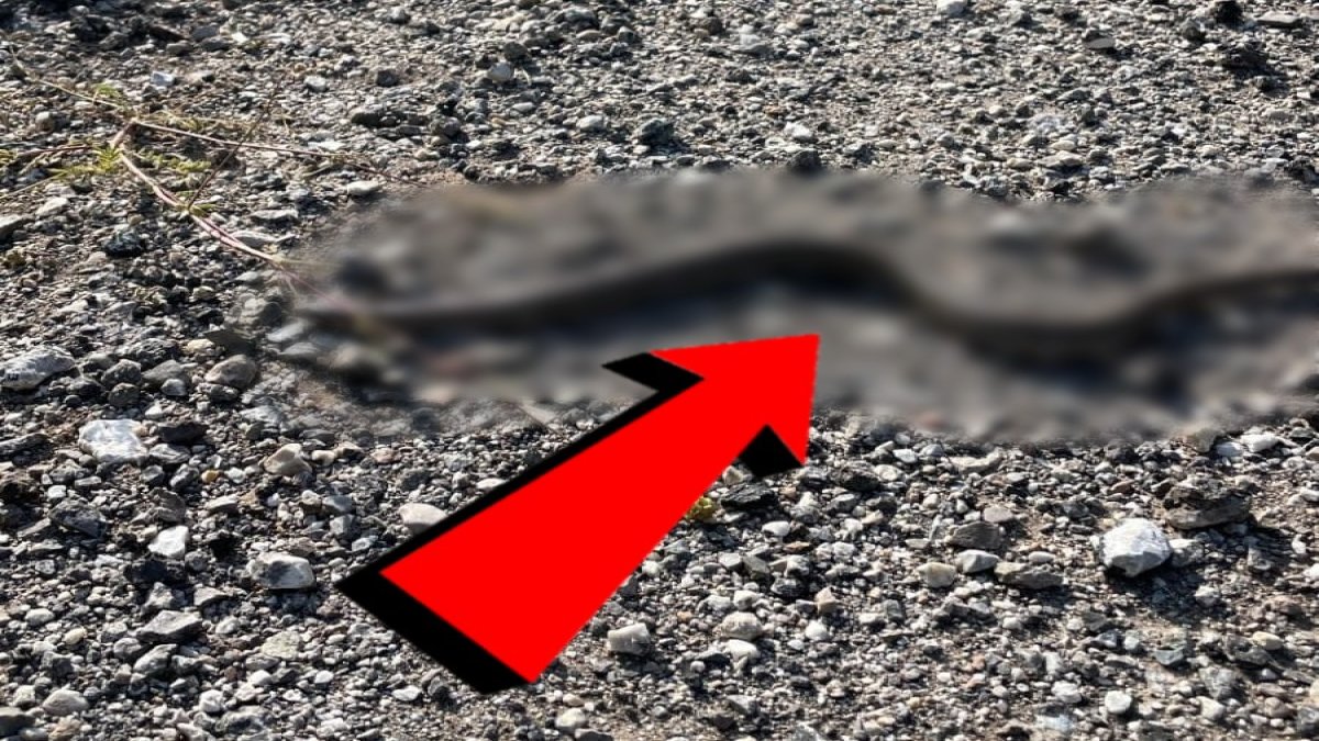 Tropikal yağmur ormanları değil, Erzincan! Öyle bir yılan türü görüldü ki...