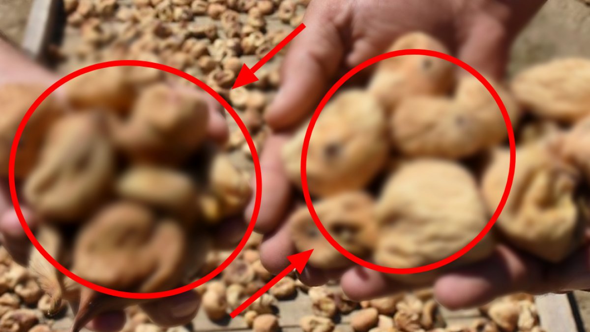 Kilosunun fiyatı 700 TL'yi buldu! Kuraklıkla birlikte üretim azaldı, maliyet arttı