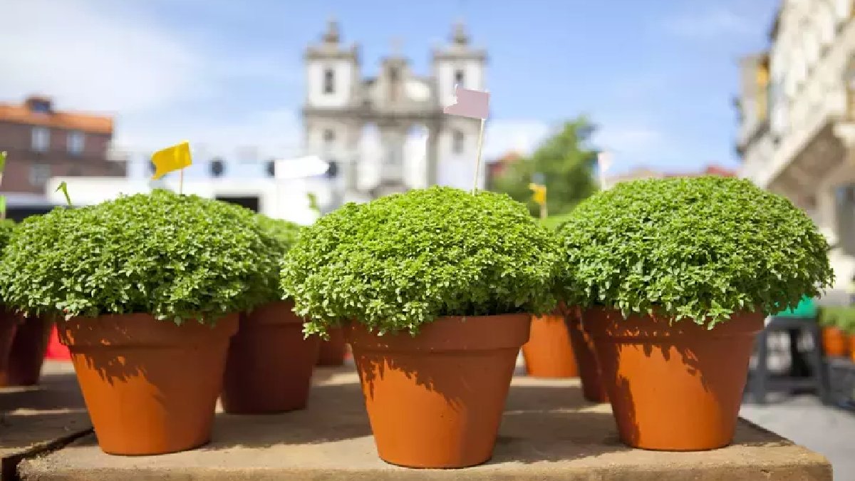 Değdikçe koku yayıyor, şifası içinde saklanıyor! Herkes evinin bir köşesine ekleyecek! Doğal sineksavar